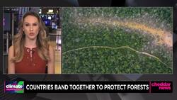 COP27: Countries Join Together to End Deforestation by 2030 News Clip