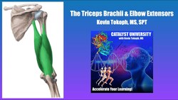 Triceps Brachii and Elbow Extensors | Origin, Insertion, Action, & More Instructional Video