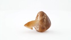 One shiitake mushroom. Rotating on the turntable isolated on the white background. Close up. Macro. Stock Footage