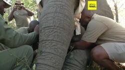 Zimbabwe to cull 50 elephants, distribute meat to locals News Clip