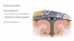 Dura mater Instructional Video