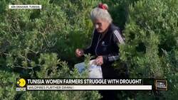 Tunisia Women Herb Harvesters Struggle With Drought News Clip