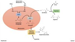 Urea Cycle | Purpose, Enzymes & Regulation Instructional Video
