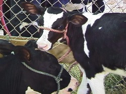 Ragos y herencia: video de evaluación Instructional Video