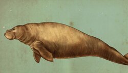 Researching the Steller's Sea Cow Instructional Video