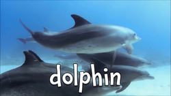 Tropical Animals! Learning about Tropical Animals for Children Instructional Video