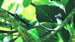 Charles Darwin and the Theory of Evolution Instructional Video