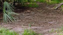 Why These Panther Sisters Make and Destroy Piles of Dirt Instructional Video