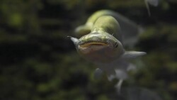 aquatic organisms Stock Footage