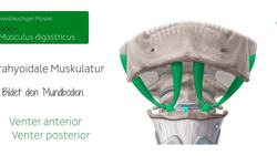 Musculus digastricus Instructional Video