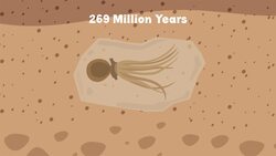 I WONDER - How Long Have Octopi Existed? Instructional Video