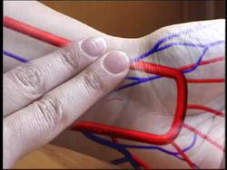 The Amazing Heart: Pumping Life Through Your Body Instructional Video