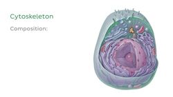 Eukaryotic cell Instructional Video