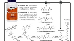 Mammalian Pantothenic Acid (Vitamin B5) Processing & Metabolism Instructional Video