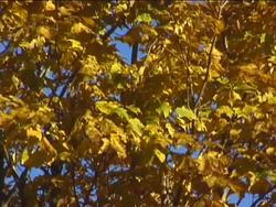 Fundamentals of Genetics: Genotype and Phenotype Instructional Video