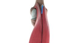 Gastrocnemius muscle (3D) Instructional Video