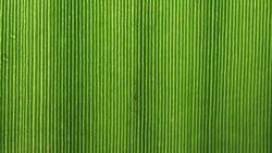 Green Leaf Analysis Stock Footage