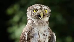 Portrait of a funny little owl in the forest Stock Footage