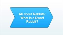 What Is a Dwarf Rabbit? Instructional Video