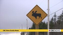 Disoriented moose in Cape Breton causing concern News Clip