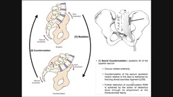 The Sacroiliac Joint | Sacral Nutation and Counter-nutation Instructional Video