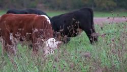Pennsylvania Leopold Conservation Award winner Instructional Video