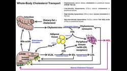 Whole-Body Cholesterol Transport [Part 1/2] | Chylomicrons & VLDL Instructional Video