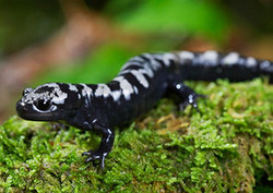 What is an Amphibian? Instructional Video