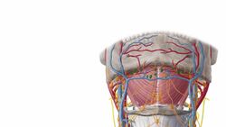 Triangles of the neck Instructional Video