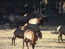 Understanding Gas Exchange Instructional Video