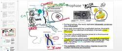 Mitosis for Anatomy and Physiology Instructional Video