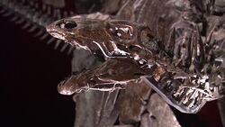 Sophie the Stegosaurus skeleton at the Natural History Museum News Clip