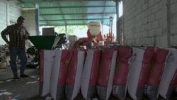 CLEAN : Venezuela suffers fertiliser shortages due to Russia's war in Ukraine News Clip