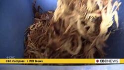 'It's kind of a little bit scary': Islanders who fish snow crab are facing a pair of challenges News Clip