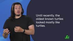 Slowly Solving the Mystery of Turtle Origins Instructional Video