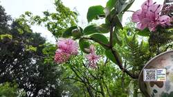 Garden Guide: This plant is like an orchid, but it's even easier to grow! News Clip