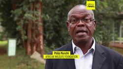 Scientists reclassify giraffes into four distinct species, up from one News Clip