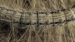 Caterpillar Moving Slowly Stock Footage