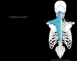 Scapulothoracic joint: Muscles and nerves Instructional Video