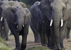 Infrasound - Low-Pitch Sounds Instructional Video