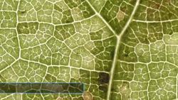 Properties Of Water: How water sustains living things Instructional Video