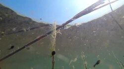 Tadpole in a lake during springtime in Sweden, underwater shoot Stock Footage