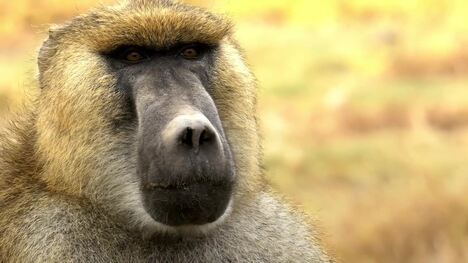 Baboons: Smart, Strong, Sociable and Under Threat