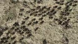 Ants Stock Footage