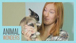 3 New Animals! Instructional Video