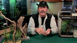 Why Do Tarantulas Molt? Instructional Video