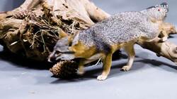 The Tiny Fox Making A Bold Comeback Instructional Video