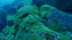 Giant moray eel swimming at undersea reef Stock Footage