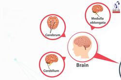 Structure And Function Of the Living Organisms: Human nervous system Instructional Video