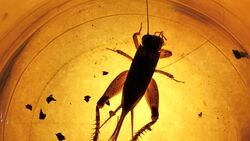 Insect Stock Footage